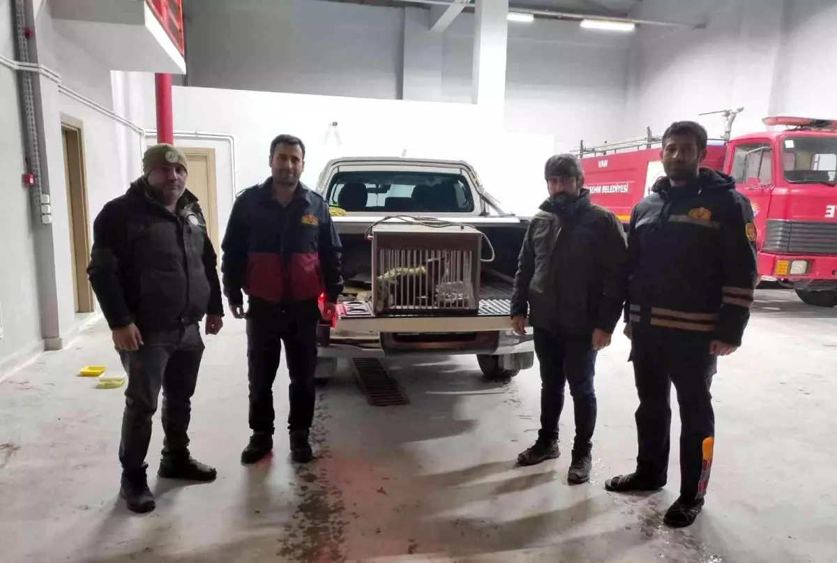 Van\'da tel örgüye sıkışarak yaralanan tilki tedavi altına alındı