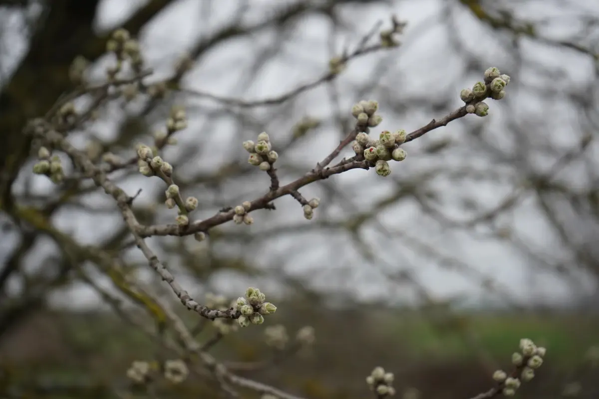 Badem ağaçları tomurcuk verdi