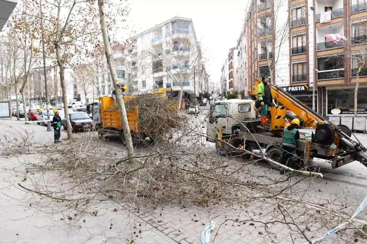 Esenyurt\'ta ağaçlar kışa hazırlanıyor