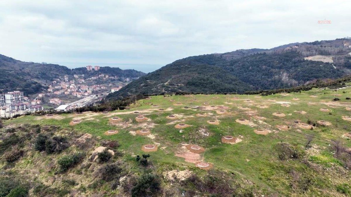 Kdz. Ereğli Belediyesi, Kentteki Yaşam Alanlarını Ağaçlandırıyor