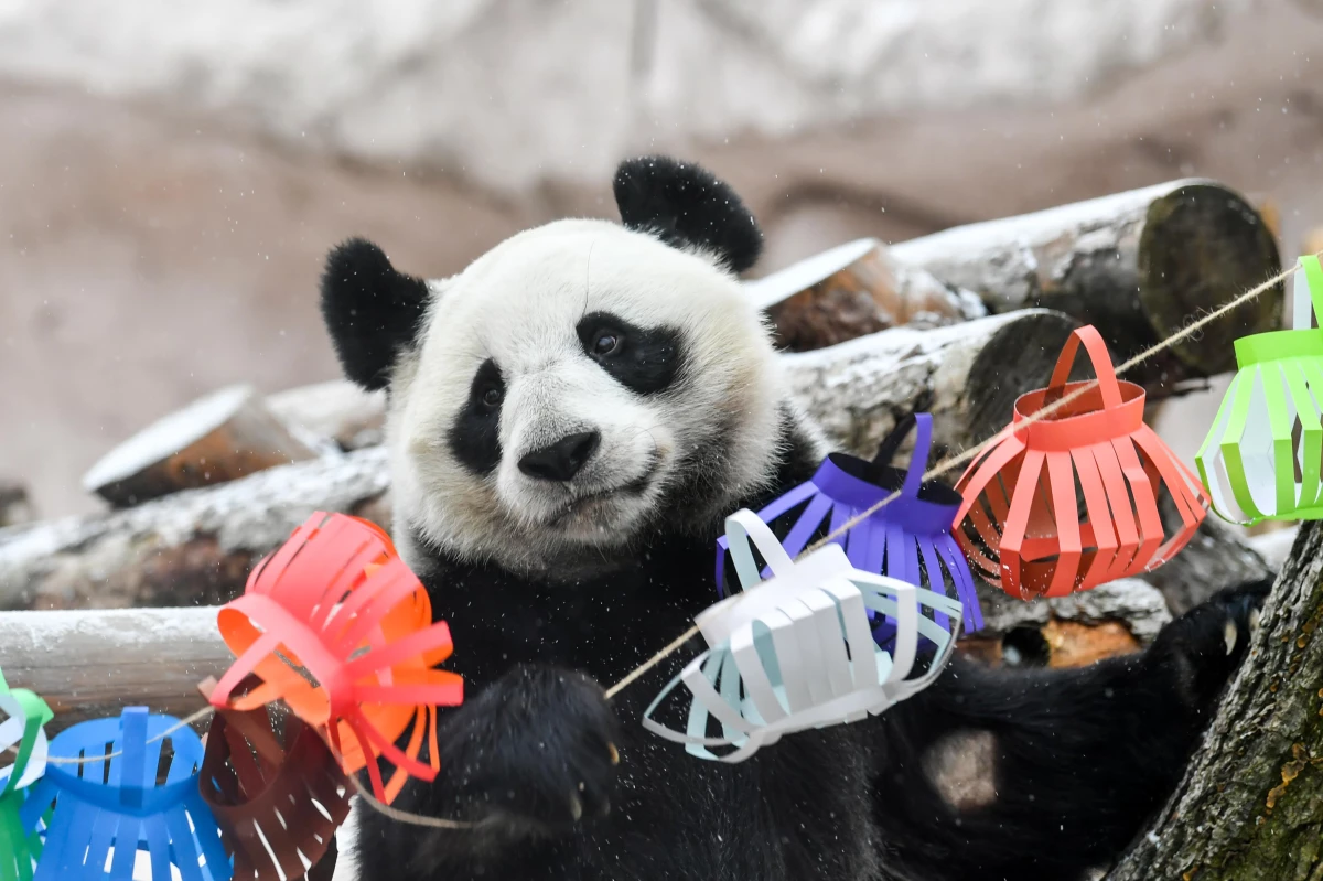 Rusya\'da Dev Pandalara Çin Yeni Yılı Sürprizi