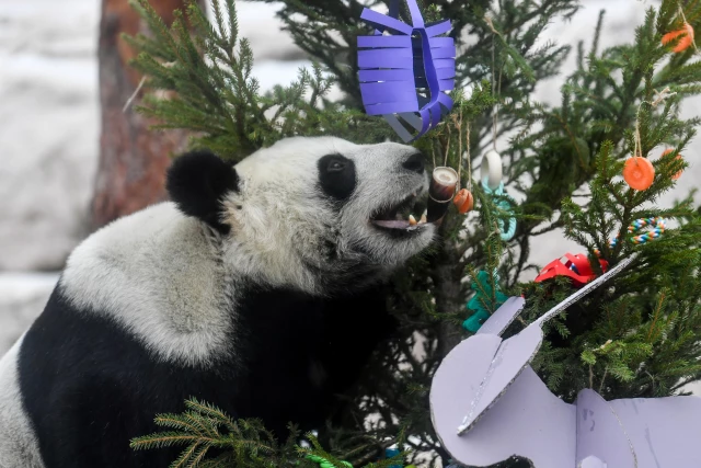 Rusya'da Dev Pandalara Çin Yeni Yılı Sürprizi