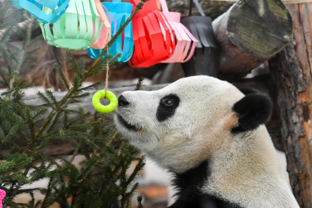 Rusya'da Dev Pandalara Çin Yeni Yılı Sürprizi