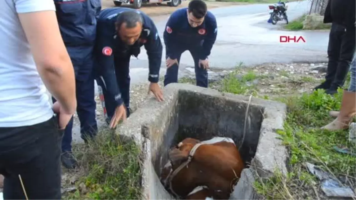 SULAMA KANALINA DÜŞEN İNEK İŞ MAKİNESİYLE KURTARILDI