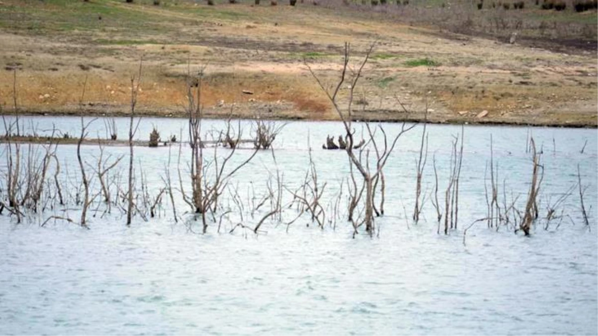 50 yıldır böyle kuraklık görülmedi! Barajın dibindeki ağaçlar ortaya çıktı