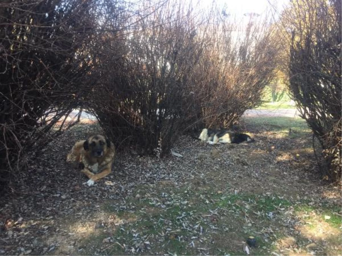 Ankara\'da, parktaki köpek kulübelerinin kaldırılmasına tepki
