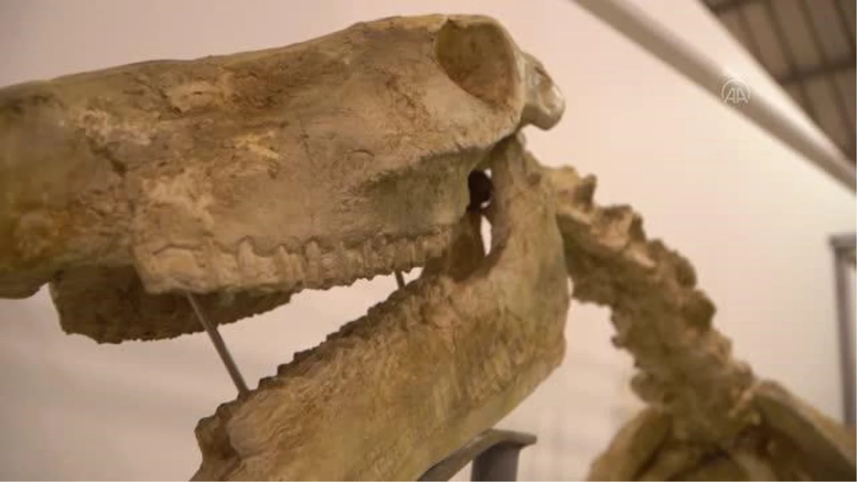 Fosil kazı çalışmalarında bulunan üç toynaklı at iskeleti ayağa kaldırıldı