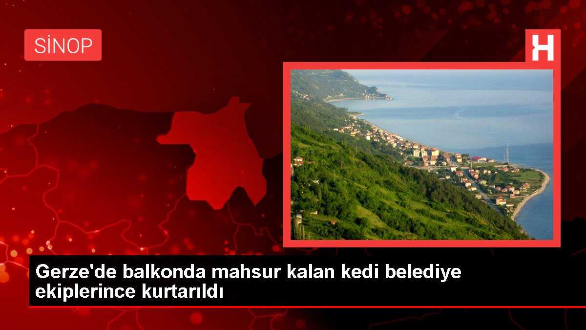 Gerze'de balkonda mahsur kalan kedi belediye ekiplerince kurtarıldı