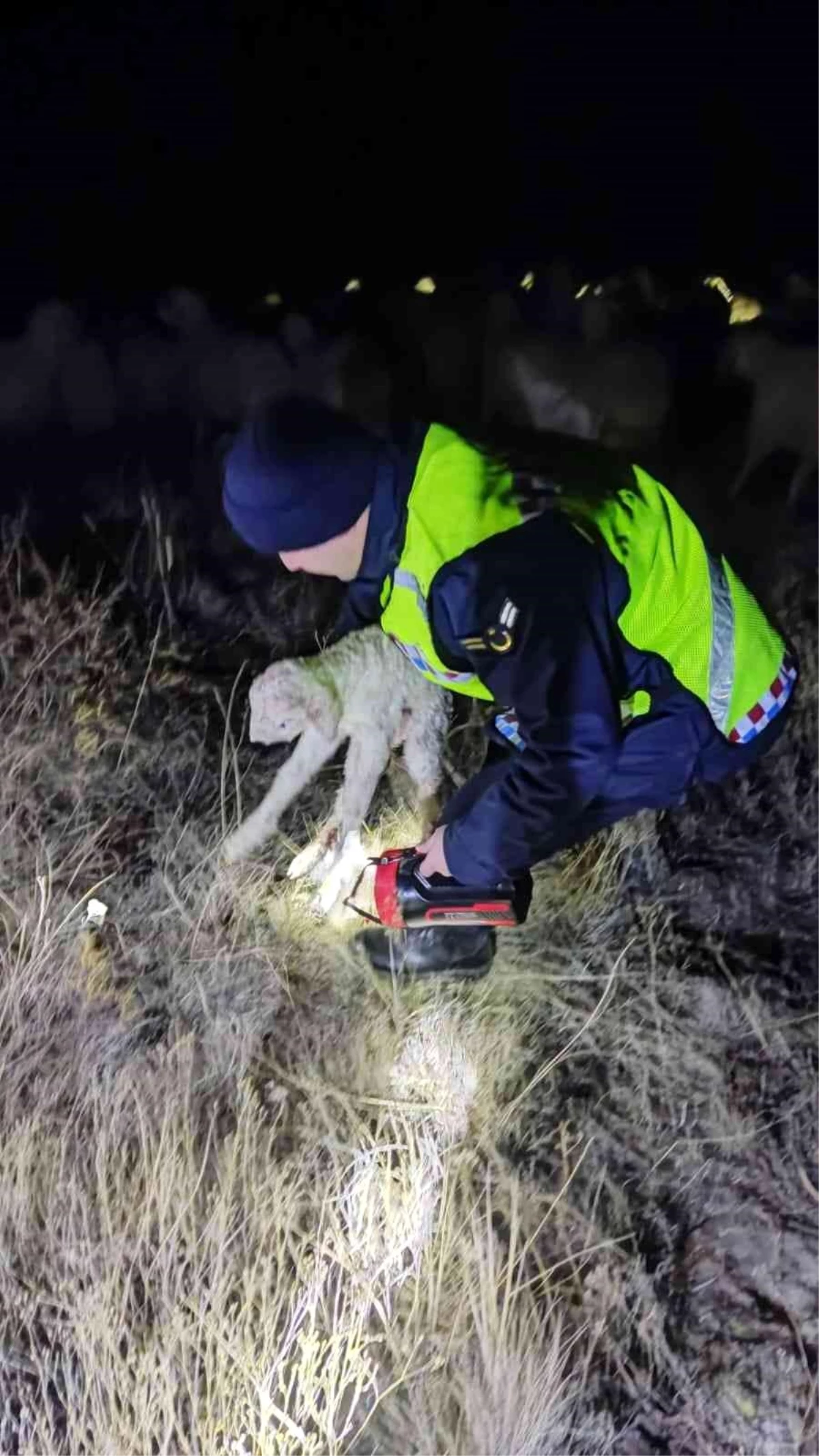 Kayseri\'de kaybolan 45 küçükbaş hayvanı jandarma buldu