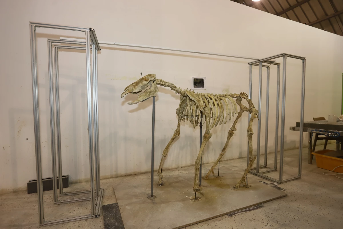 Kayseri\'de fosil kazı çalışmalarında bulunan üç toynaklı at iskeleti ayağa kaldırıldı