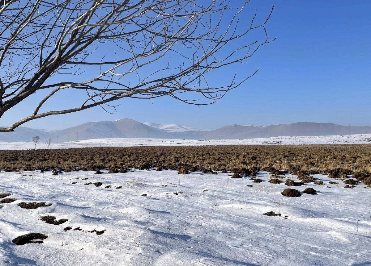 Kuş türlerine ev sahipliği yapan Ardahan\'daki Putka Sazlığı dondu