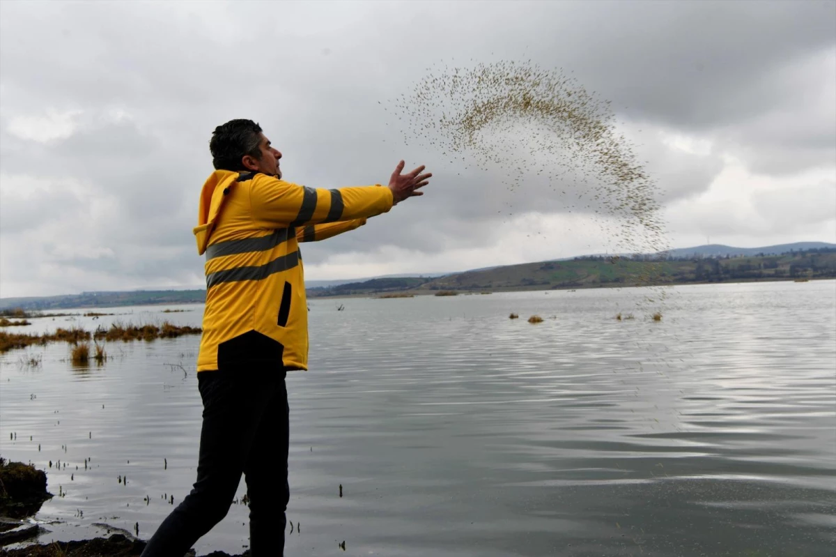 Ladik Gölü\'nde göçmen kuşlar ve balıklar için yemleme yapıldı