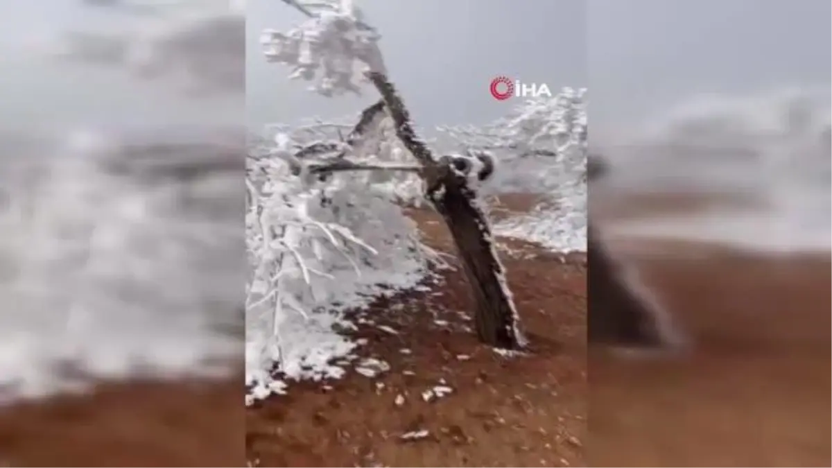 Malatya\'da şaşkına çeviren olay: Kırağı ağaçların dallarını kırdı