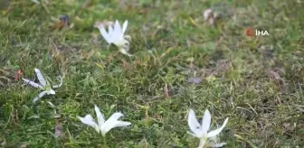 Şırnak'ta geçen yıl 2 metre karın yağdığı bölgeler, kardelenlerle beyaza büründü