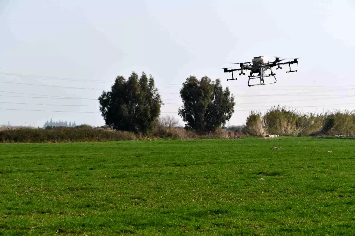 Söke Belediyesinin buğday arazisi dron ile gübrelendi