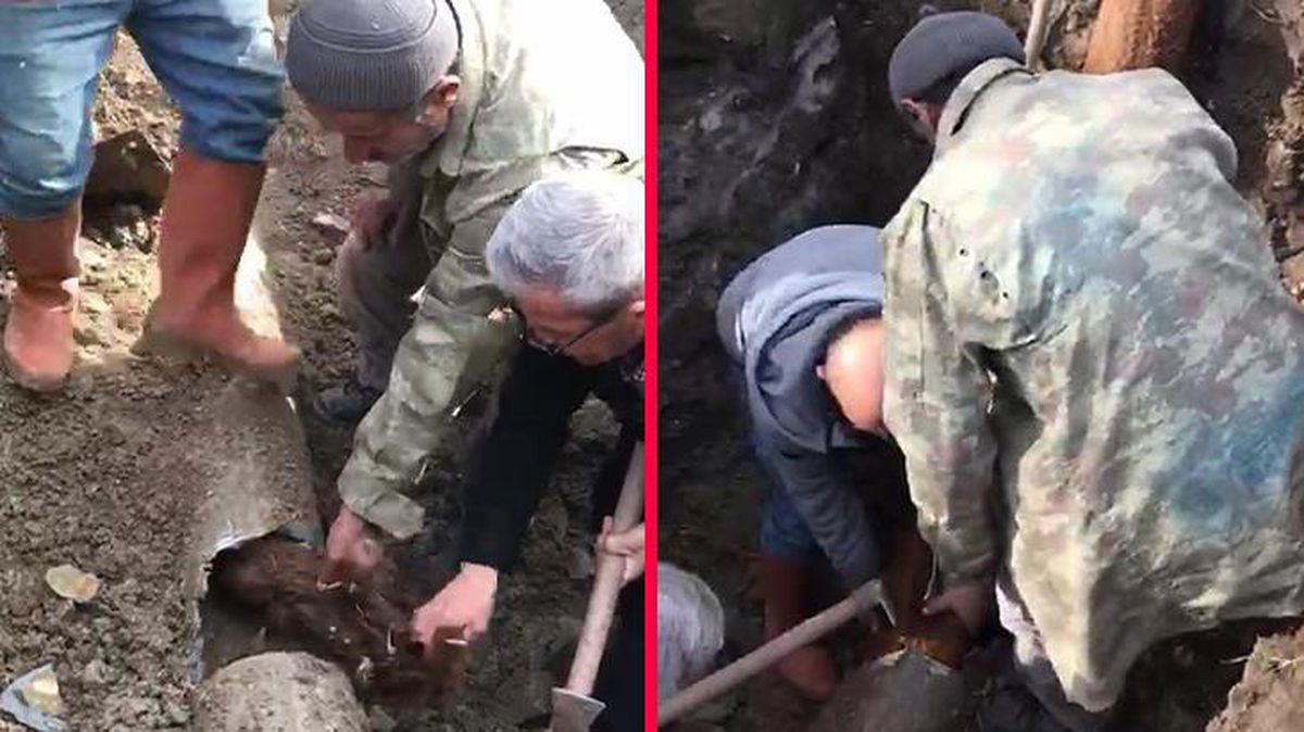 Tıkanan su borusundan çıkanı gören köylü şaştı kaldı: Boa yılanı geliyor