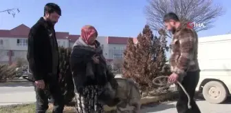 Yılan sokması sonucu kafasında tümör oluşan köpek yaşam mücadelesi veriyor