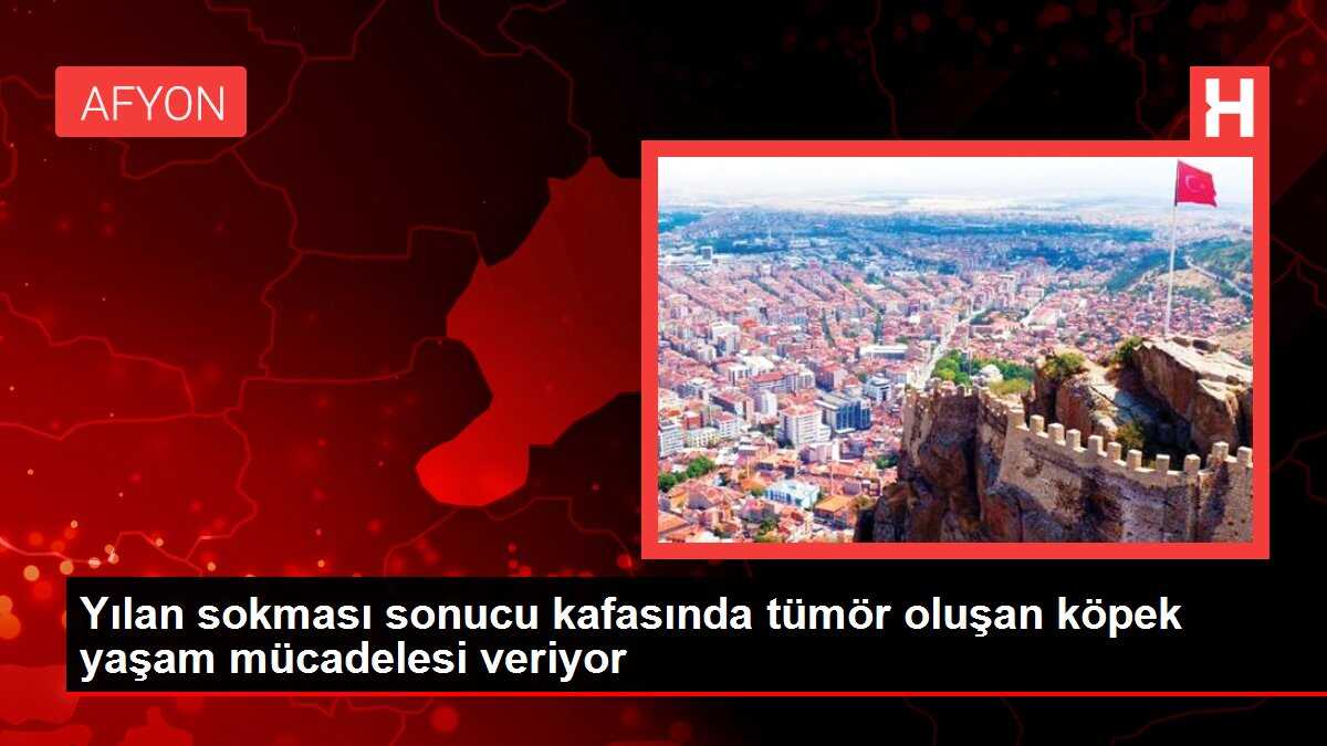 Yılan sokması sonucu kafasında tümör oluşan köpek yaşam mücadelesi veriyor