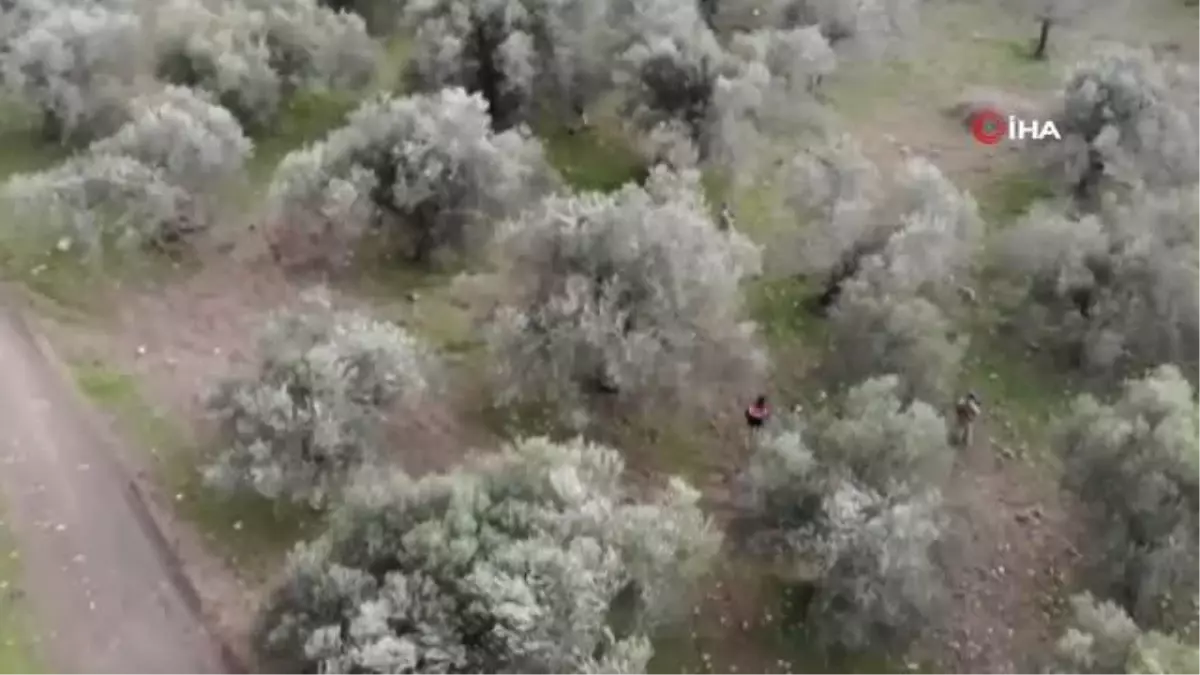 Zeytin hırsızlarına jandarmadan suçüstü baskını