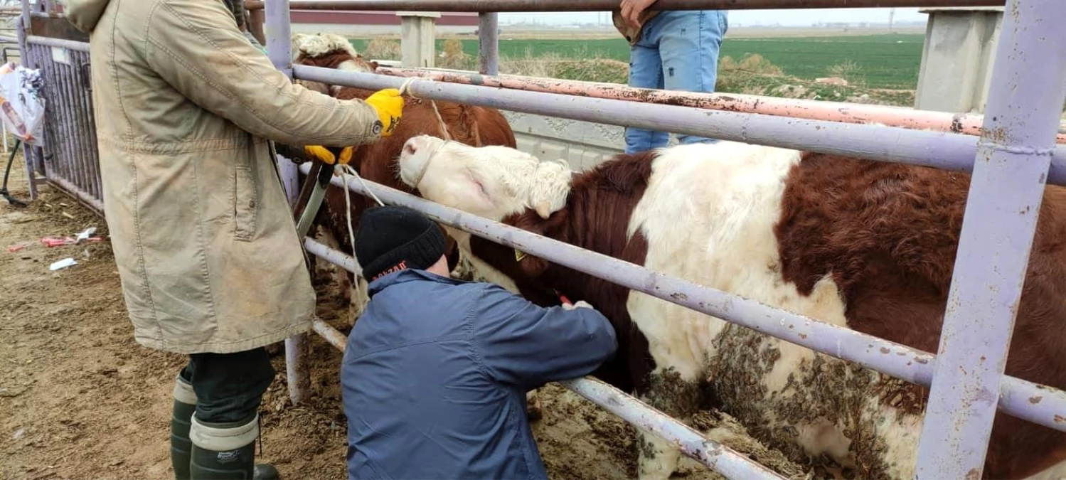 Afyonkarahisar\'a ithal getirilen besilik sığırların sağlık kontrolü yapıldı