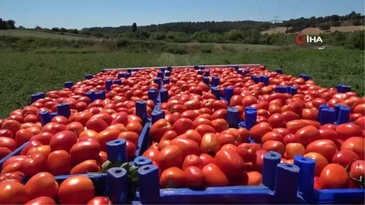 Çanakkale domatesine coğrafi işaret