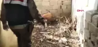 Toprağın altından ve çalıların arasından uyuşturucu çıktı