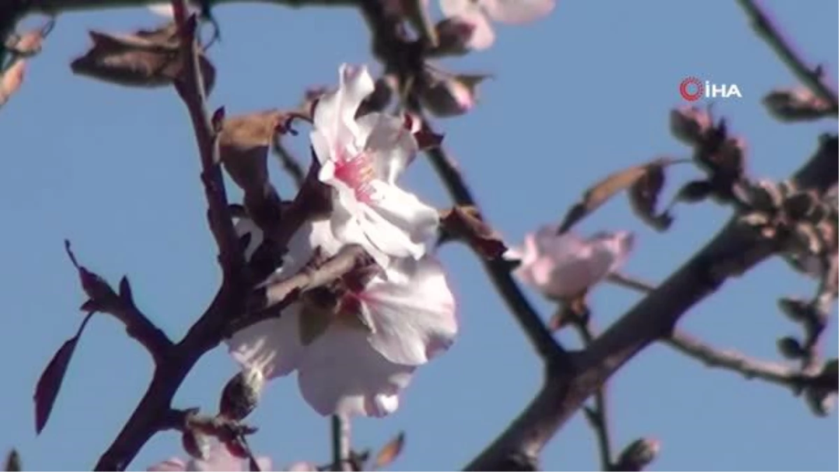 Muğla\'da Ocak ayında termometre 21 dereceyi gösterdi, ağaçlar çiçek açtı