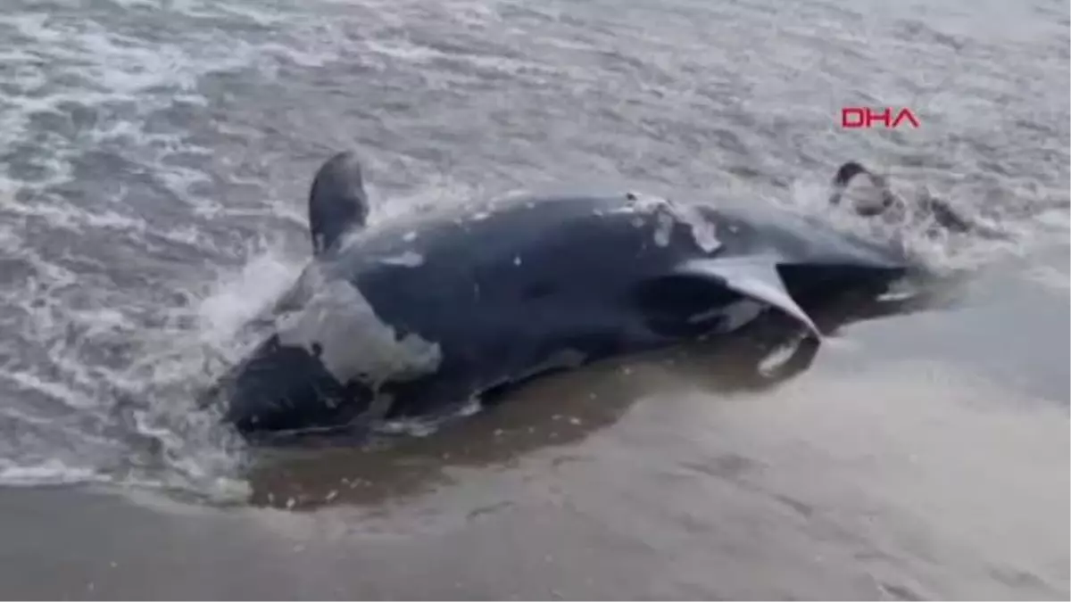 ADANA\'DA KIYIYA YUNUS VURDU