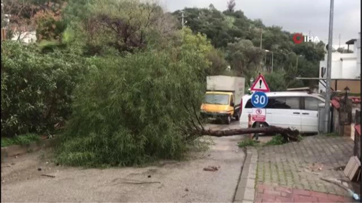 Bodrum\'da fırtına ağaçları devirdi, tekneler battı