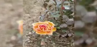 Kış ortasında güller açtı, vatandaşlar şaşkınlık yaşadı