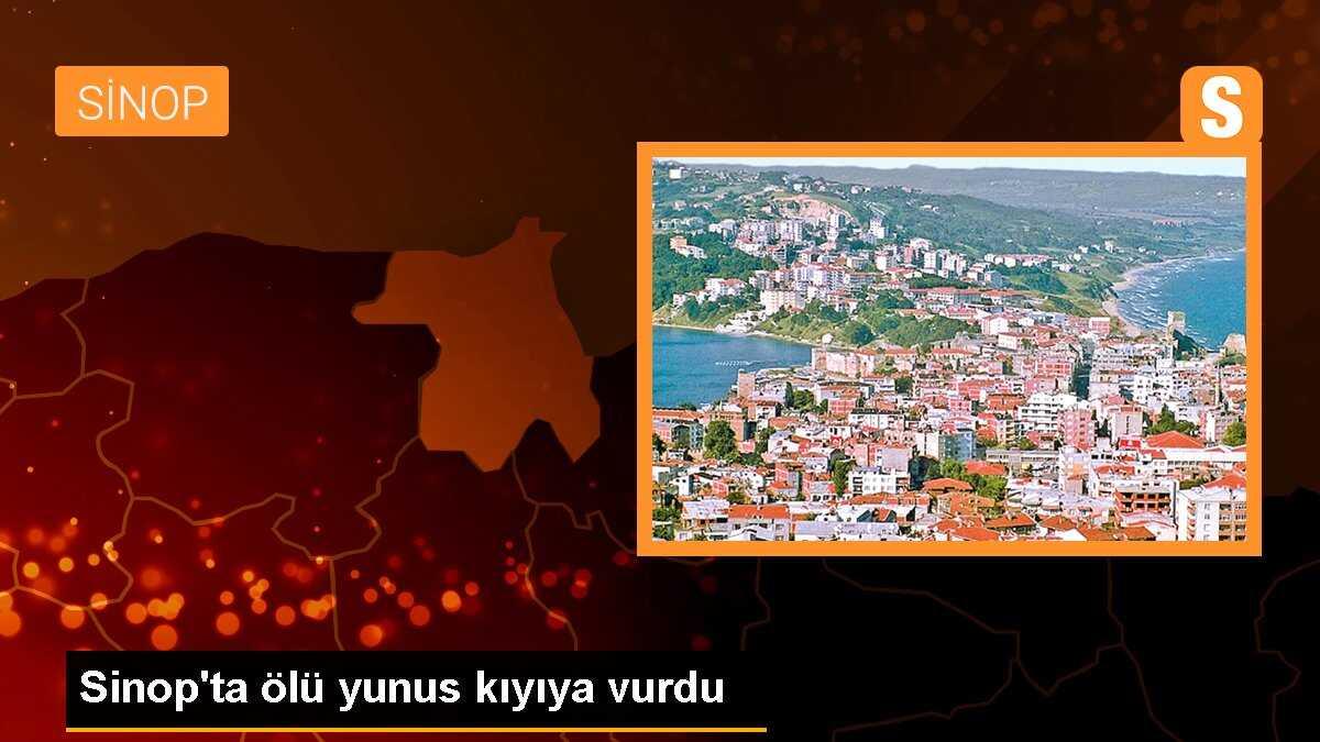 Sinop\'ta ölü yunus kıyıya vurdu