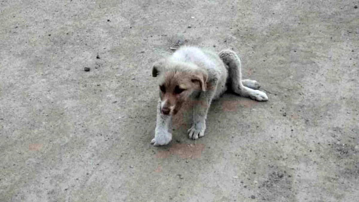 Sokakta bulunan yaralı köpek tedavi altına alındı