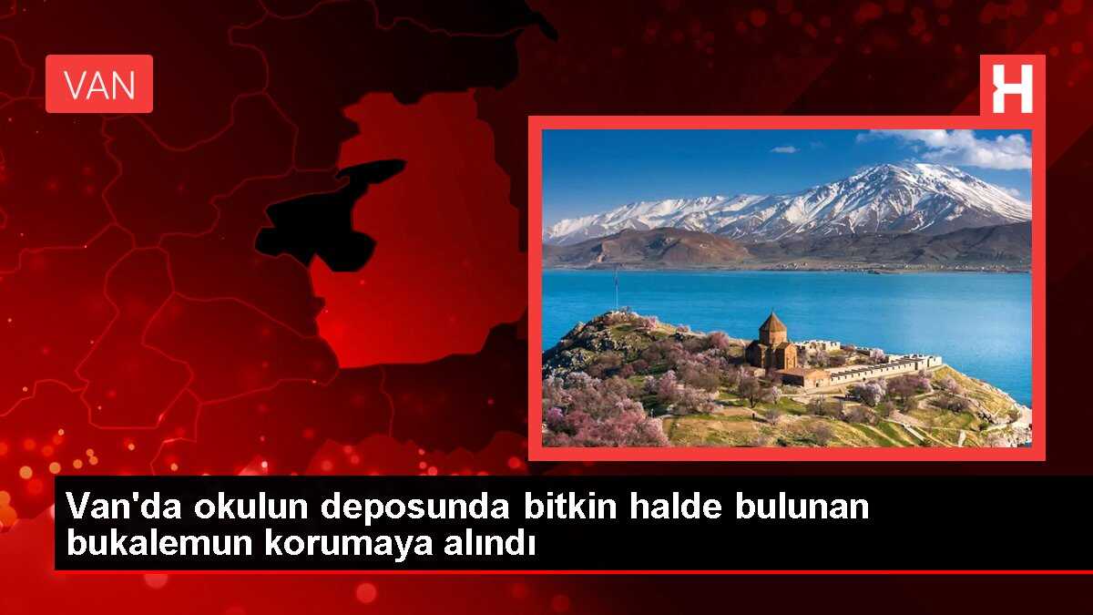 Van'da okulun deposunda bitkin halde bulunan bukalemun korumaya alındı