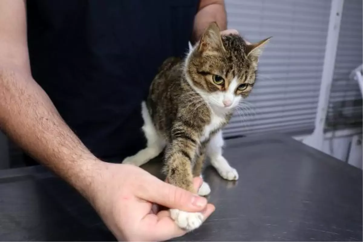 BACAĞINDAN HAVALI TÜFEKLE VURULAN YAVRU KEDİ, TOPAL KALDI