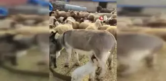 Hatay'da bir eşek hem yavrusuna hem de kuzuya böyle annelik yaptı
