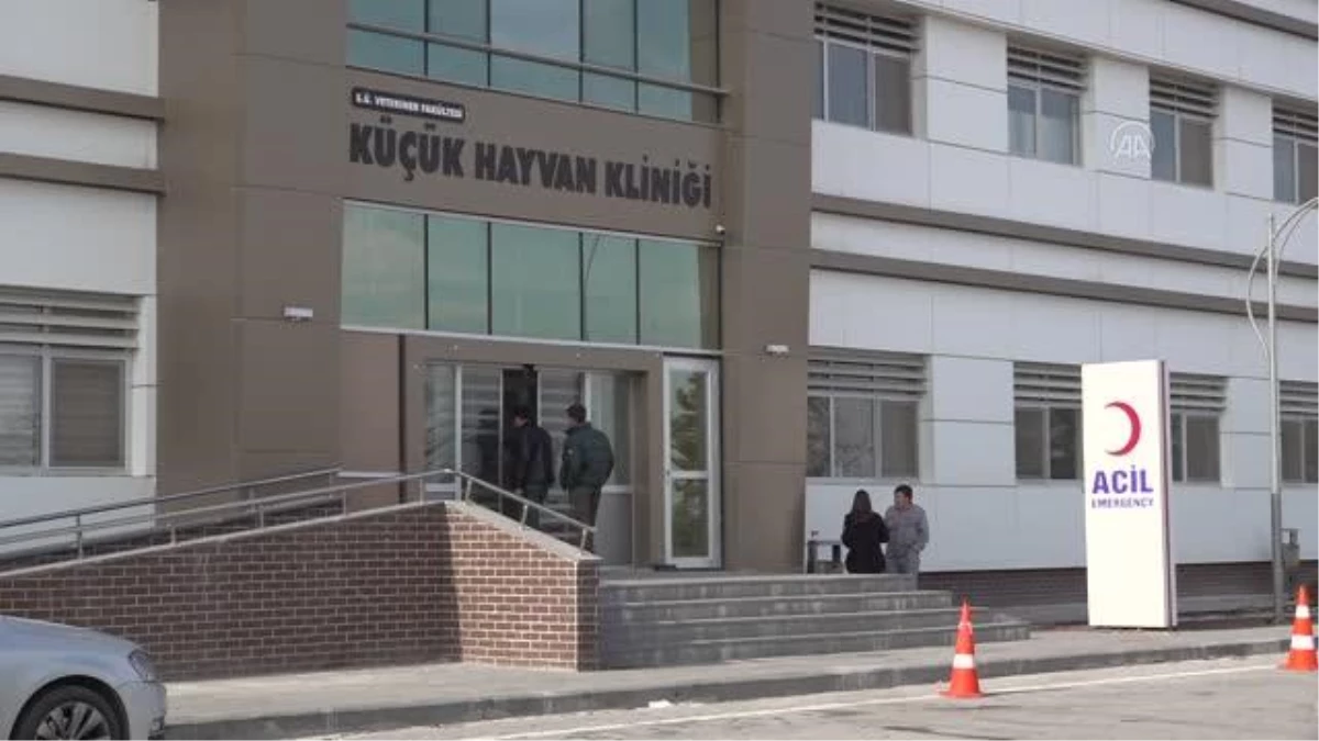 Hayvan hastalıklarının tanı ve tedavisinde "ultrason muayenesi" bilinci artıyor