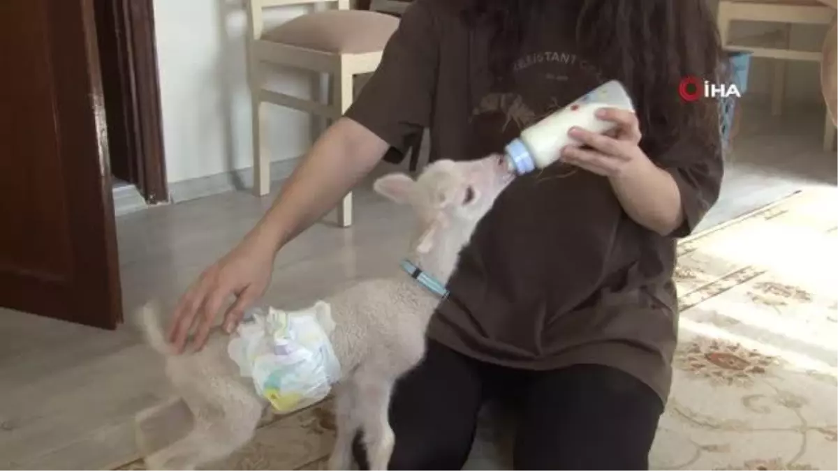 Koyunun sahiplenmediği kuzuya genç kız annelik yapıyor