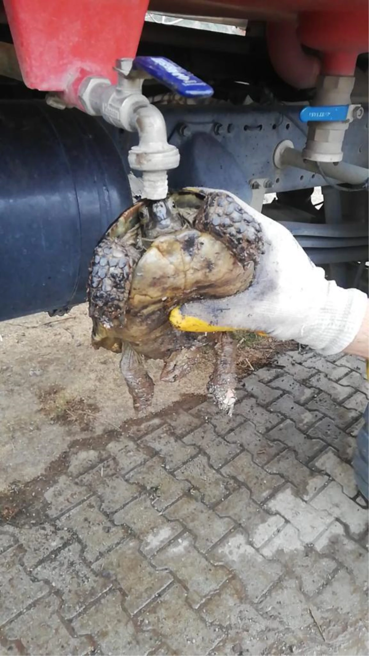 Osmaniye\'de zeytinlik alanda çıkan yangında mahsur kalan kaplumbağa kurtarıldı