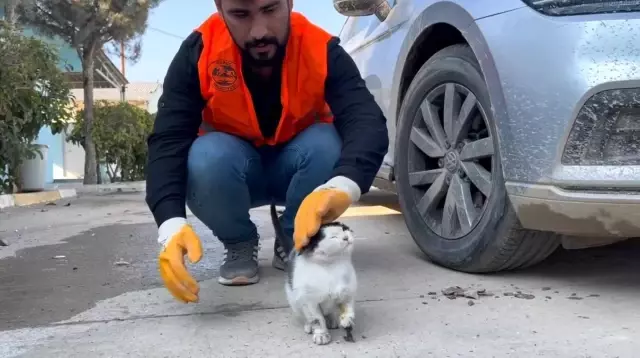 Yaralı kedi, topallaya topallaya hastane aciline gitti