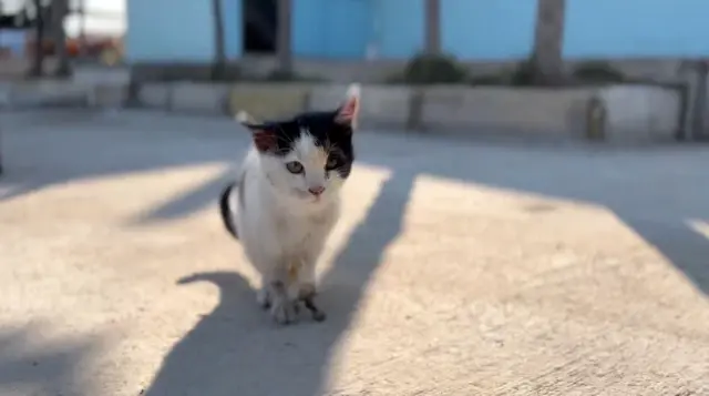 Yaralı kedi, topallaya topallaya hastane aciline gitti