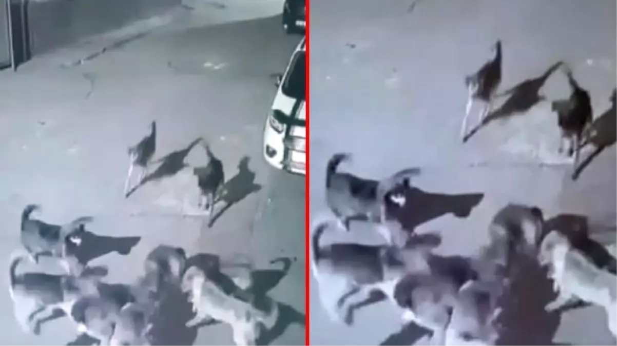 Çok sayıda sahipsiz köpek kediyi paramparça etti