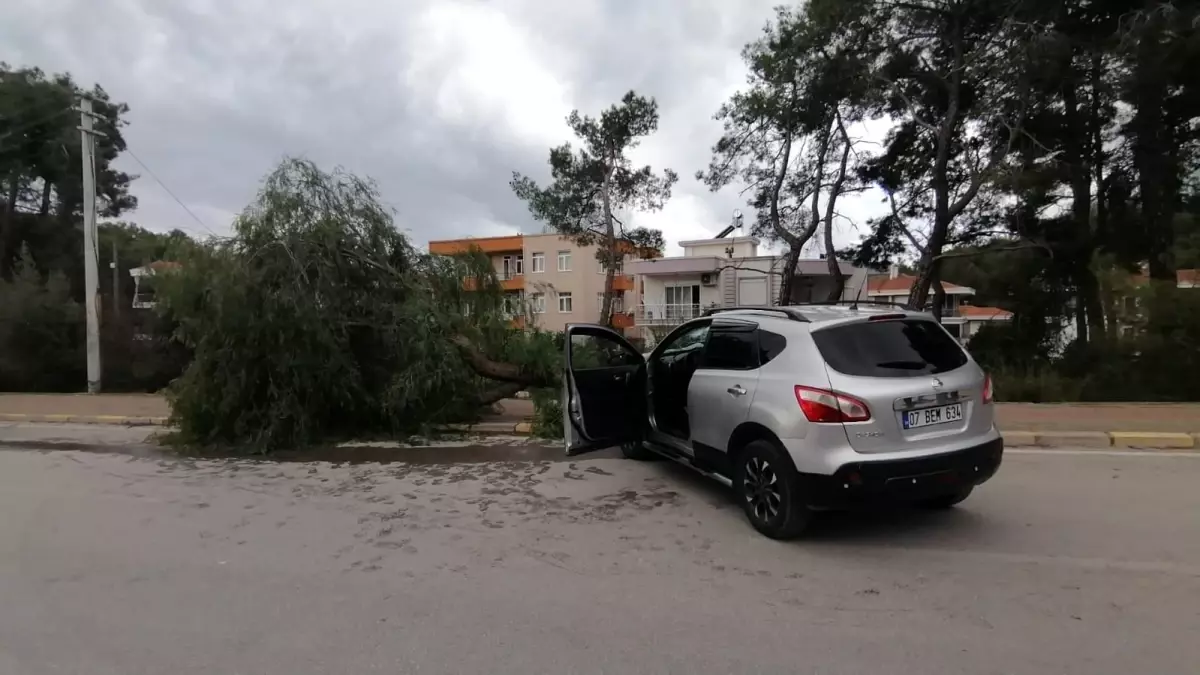 Kontrolden çıkan otomobil kaldırımdaki ağacı yerinden söktü: 1 yaralı