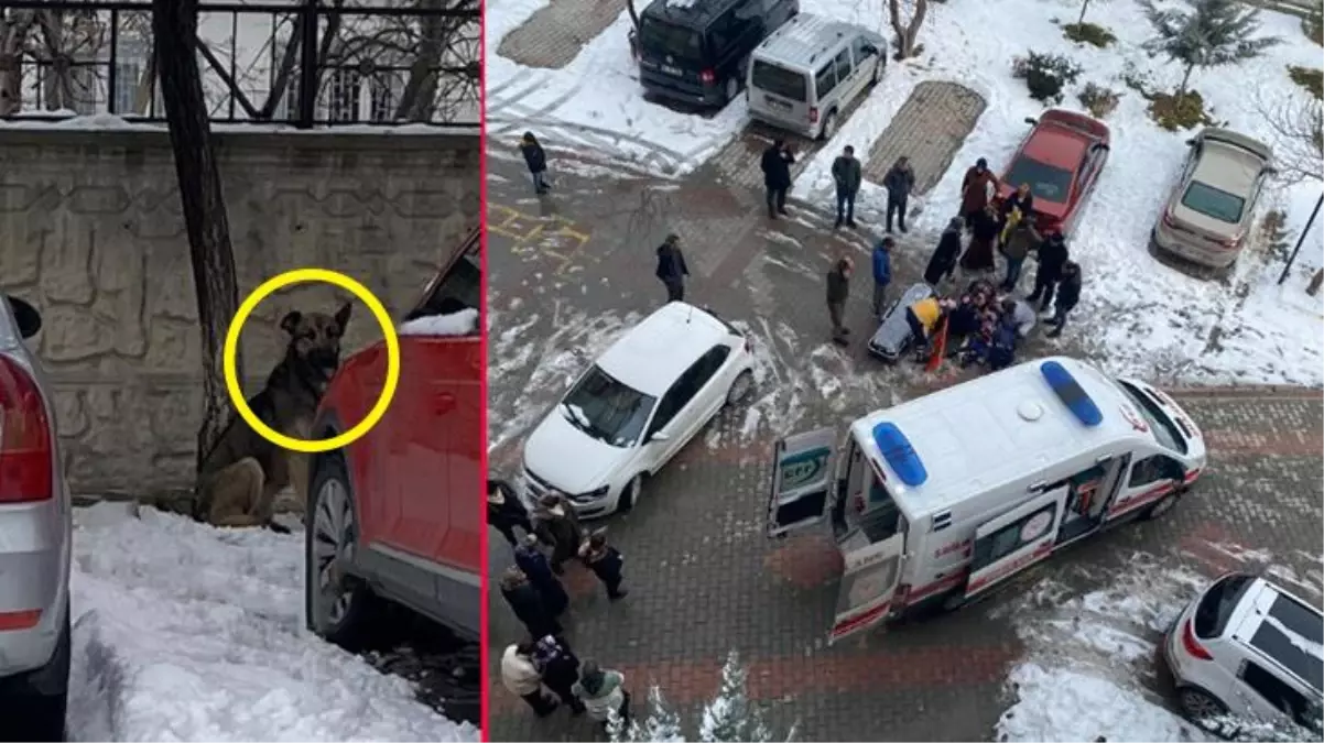 Başıboş sokak köpeği bu sefer bir çocuğa saldırdı