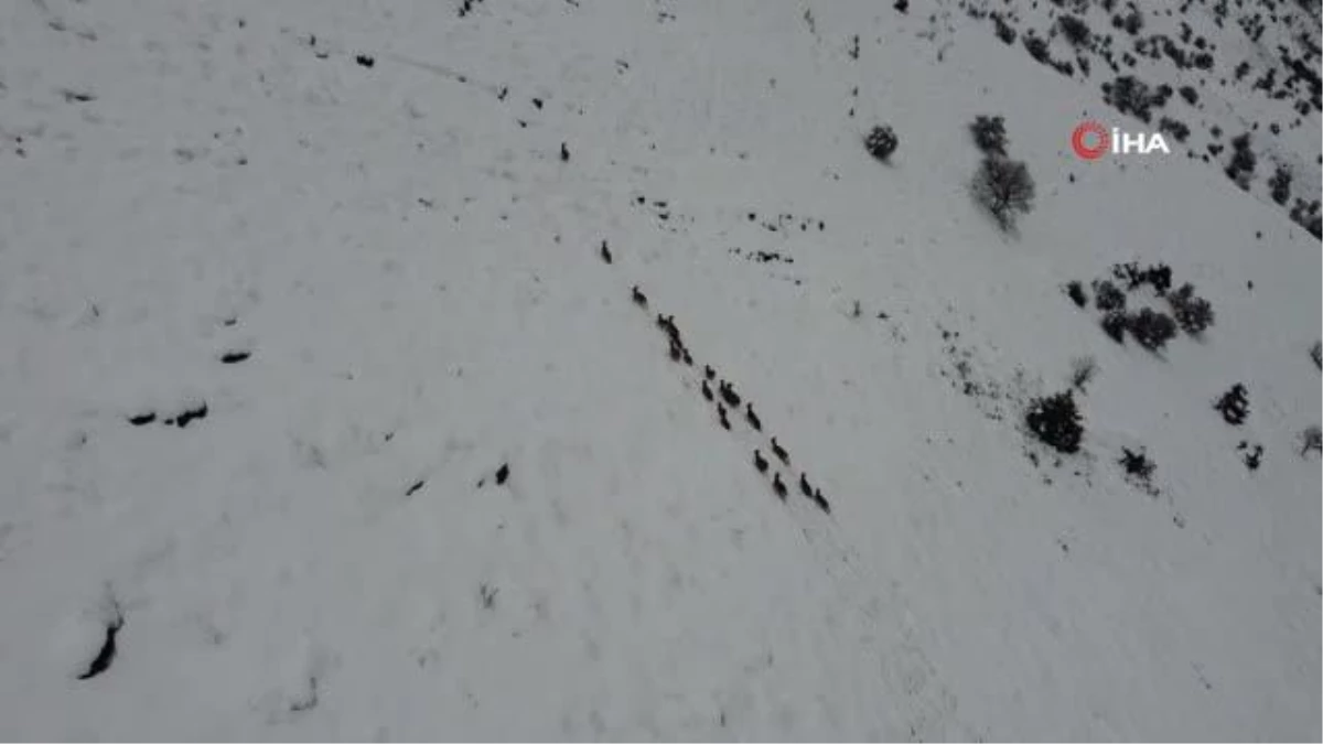 Kar üzerinde yiyecek arayan dağ keçileri böyle görüntülendi