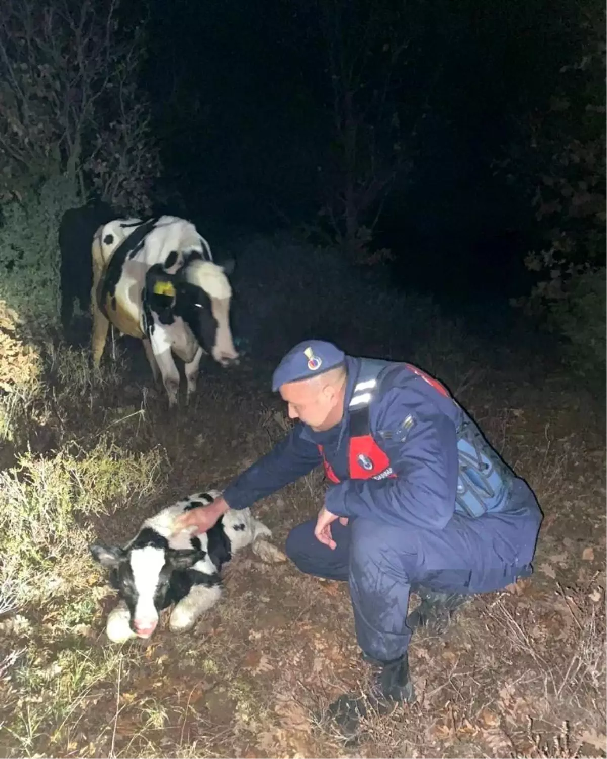 Kaybolan gebe inek buzağılamış halde bulundu