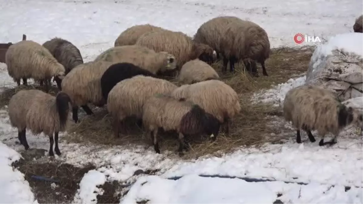 Muş\'ta etkili olan kar yağışı çiftçinin yüzünü güldürdü