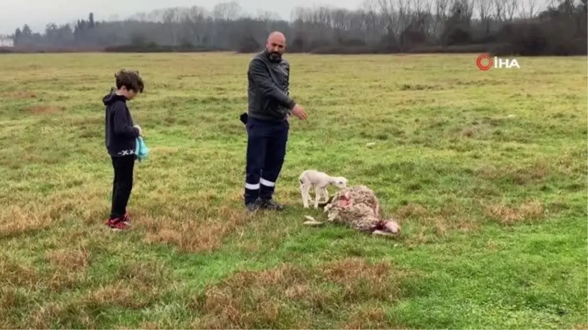 Annesini köpeklerin telef ettiği kuzuya evde bebek gibi bakıyorlar