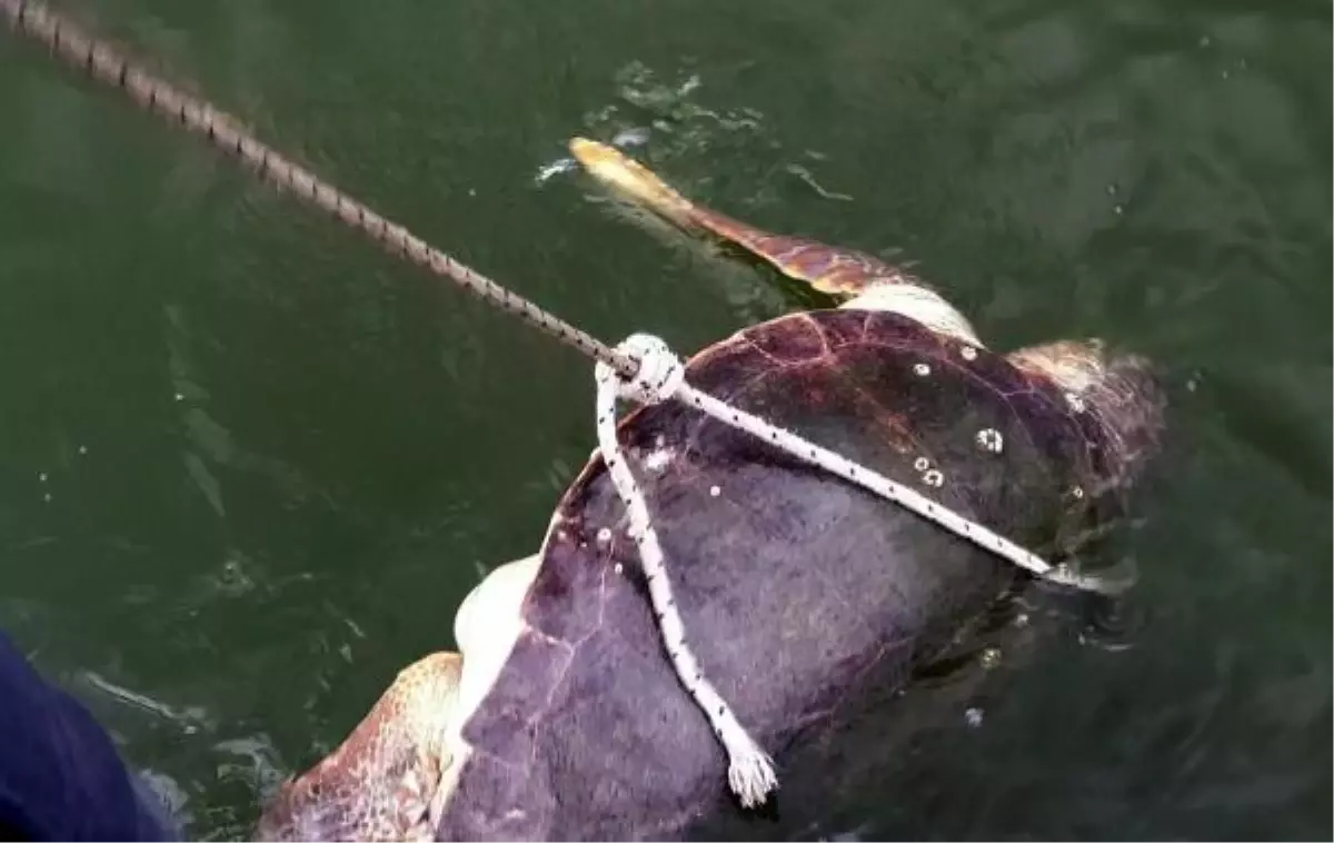 İZTUZU AÇIKLARINDA ÖLÜ CARETTA CARETTA BULUNDU