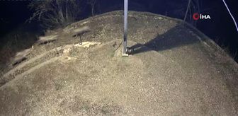 Sürü halinde köye inen kurtlar böyle görüntülendi