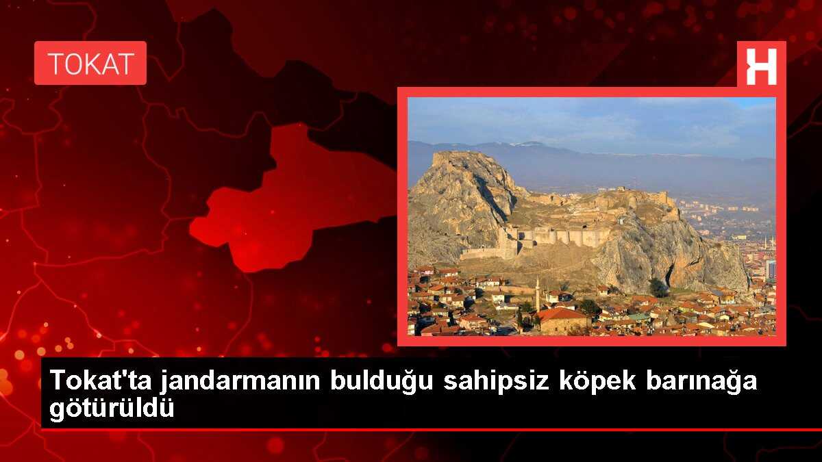 Tokat'ta jandarmanın bulduğu sahipsiz köpek barınağa götürüldü